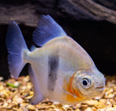 Black Barred Pacu
