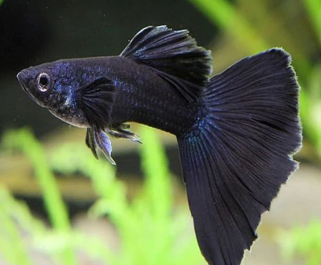 Black Guppy