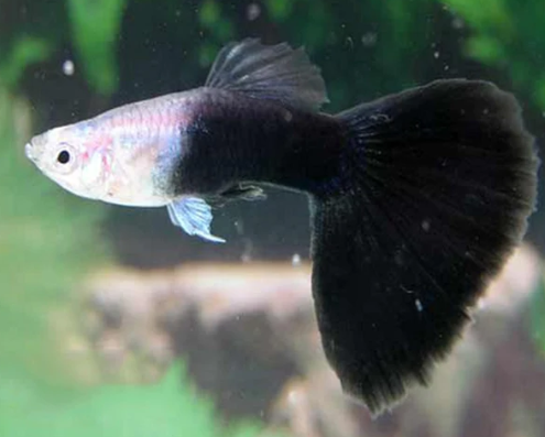 Black Guppy