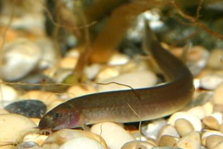 Black Kuhli Loach