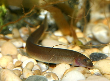 Black Kuhli Loach