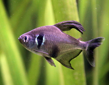 Black Phanthom tetra