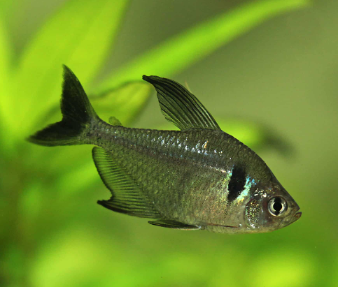 Black Phanthom tetra