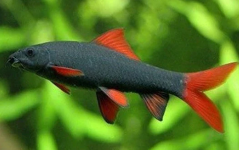 Black Rainbow Shark fish