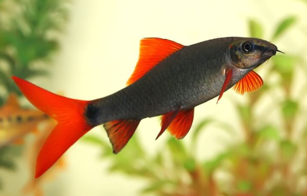 Black Rainbow Shark fish