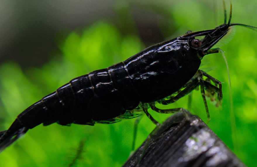 Black Shrimp