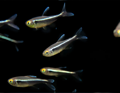 Black Neon Tetra