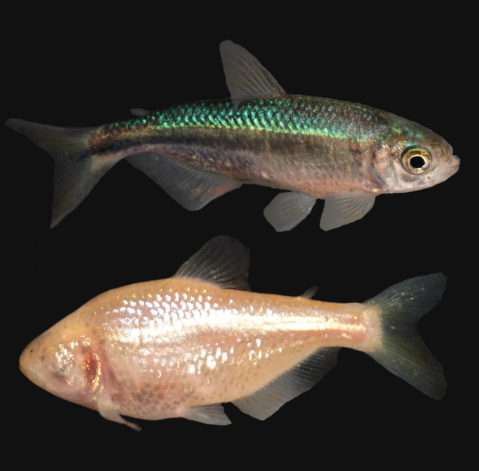 Blind Cave Fish Small