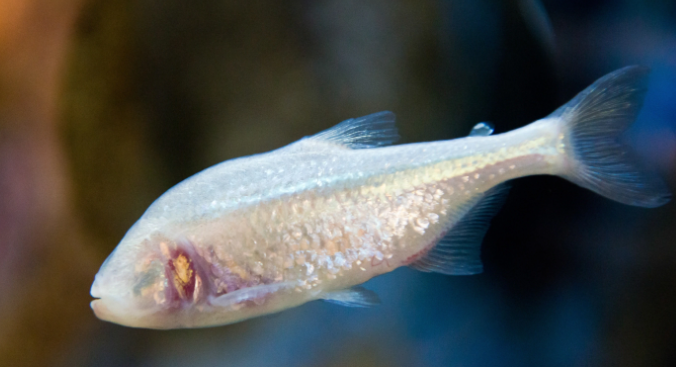 Blind Cave Fish Small