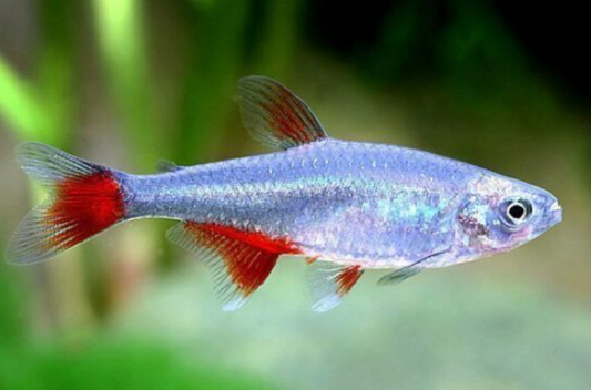 Blood Fin tetra