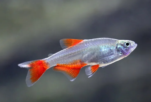 Blood Fin tetra