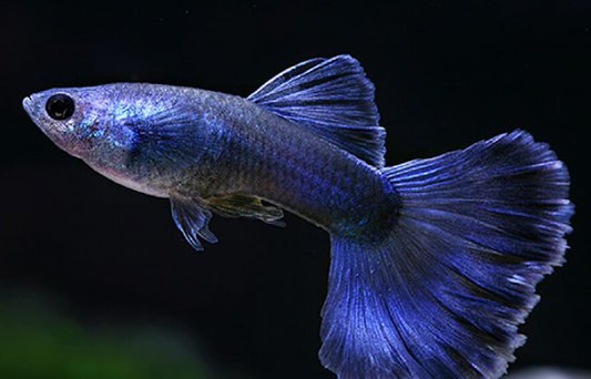 Blue Diamond Guppy