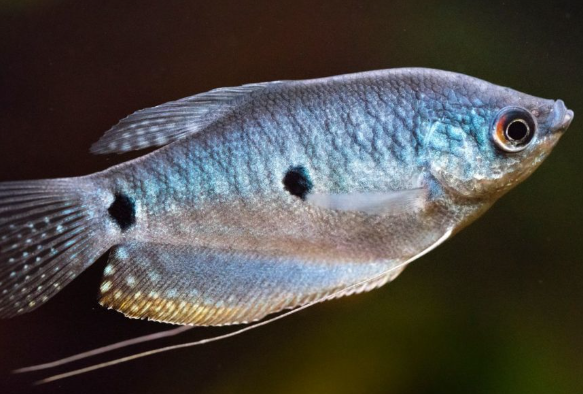 Blue Gourami