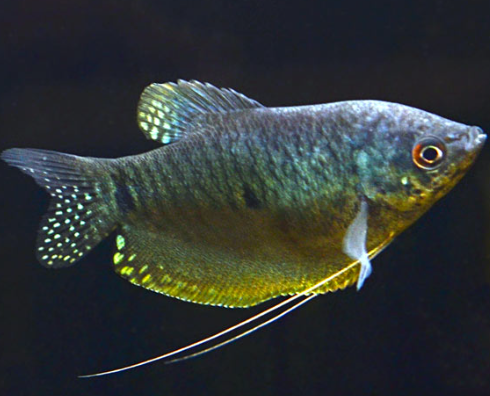 Blue Gourami