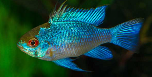 Blue Ram