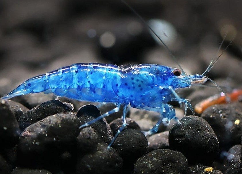 Blue Shrimp