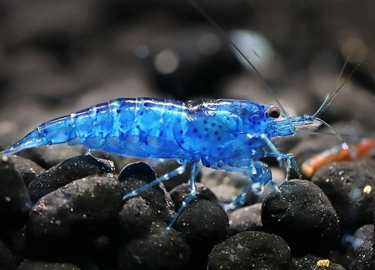 Blue Shrimp