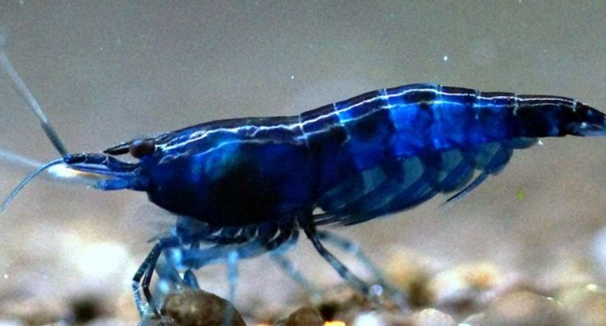 Blue Shrimp