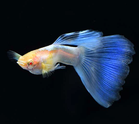 Blue Topaz Guppy