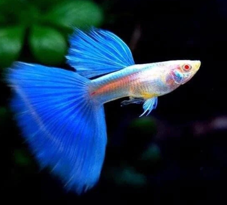 Blue Topaz Guppy