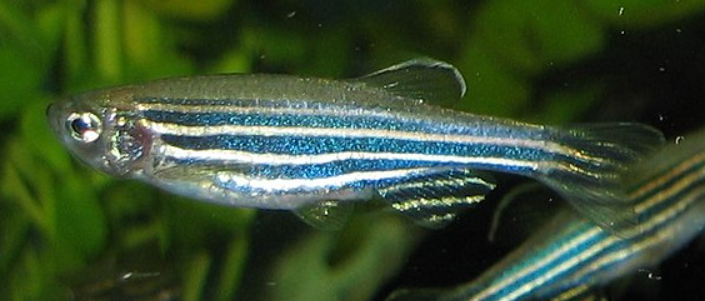 Blue Zebra