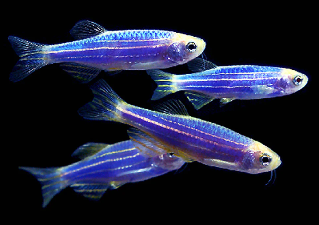 Blue Zebra