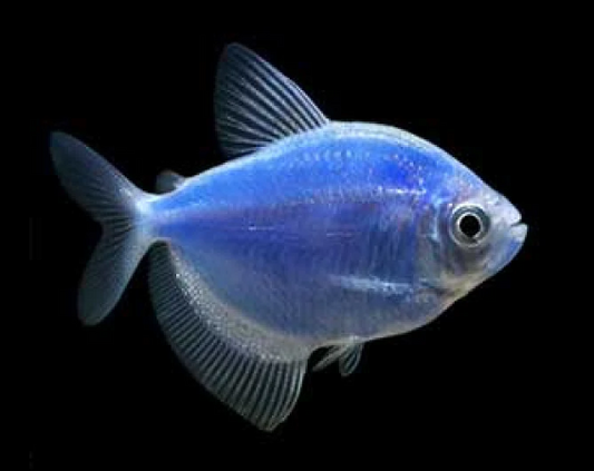 Blue tetra