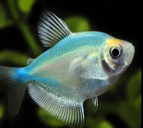 Blue tetra