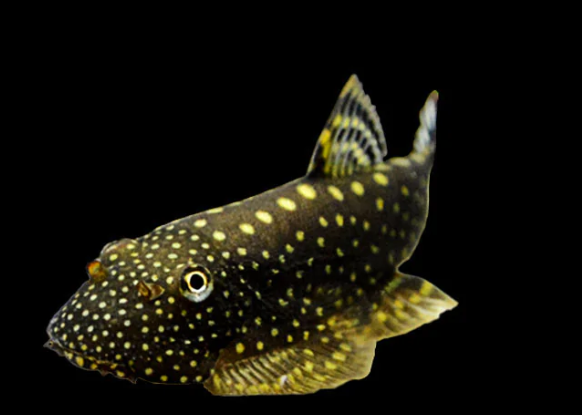 Borneo Sucker