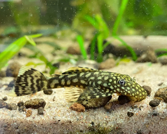 Bristlenose Pleco Black