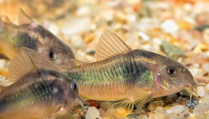 Bronze Cory