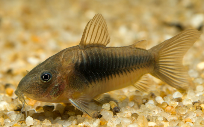 Bronze Cory
