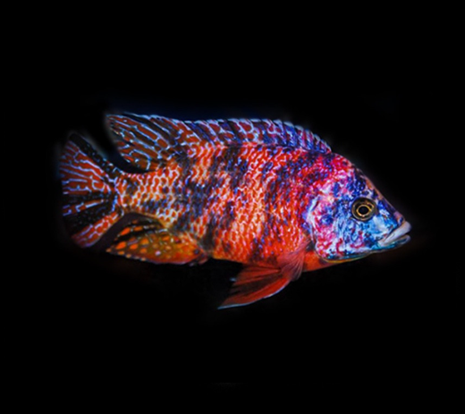 OB Red Bi Color Peacock Cichlid
