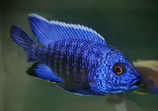 Electric Blue Peacock [3"]