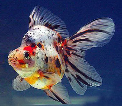 Calico Ryukin Gold Fish