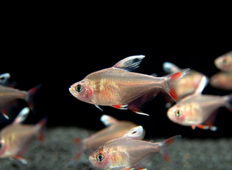 Candy Cane Tetra (Hyphessobrycon sp) ROSY TETRA