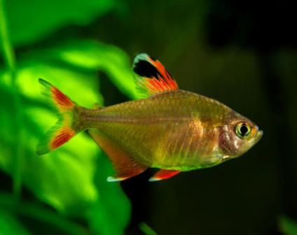 Candy Cane Tetra (Hyphessobrycon sp) ROSY TETRA