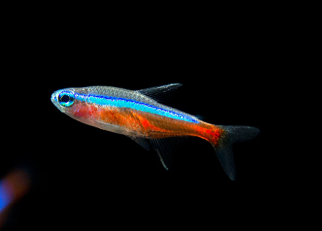 Cardinal Tetra