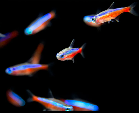 Cardinal Tetra