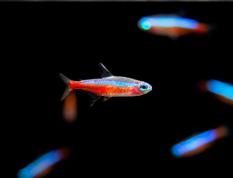 Cardinal Tetra