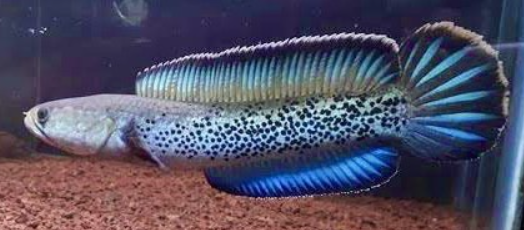 Channa Stewartii 9-10 inches