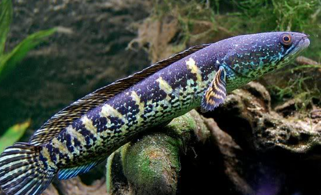 Channa Golden Cobra