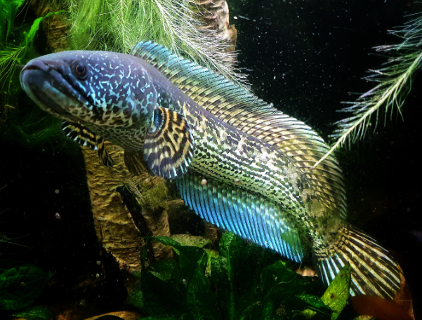 Channa Golden Cobra
