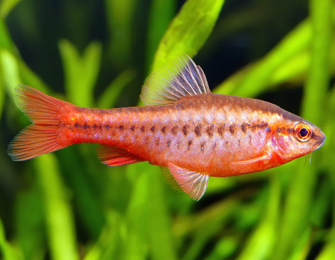 Cherry Barb