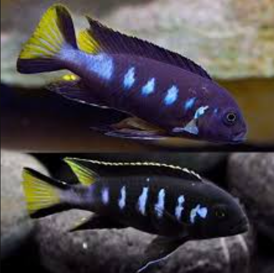 Chewere Cichlid