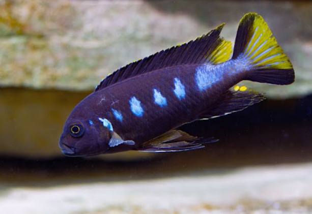 Chewere Cichlid