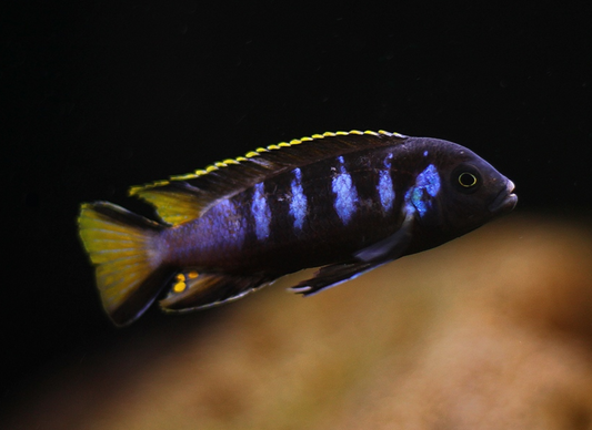 Chewere Cichlid