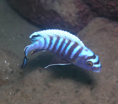 Cyliner Mbuna Cichlid 2-2.5"