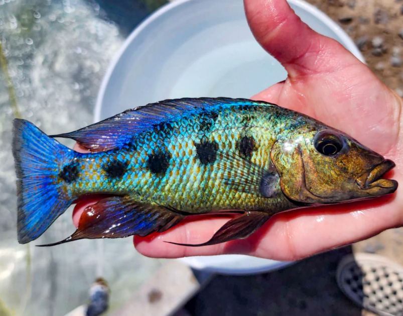 Fossorochromis Rostratus Cichlids 3Inches