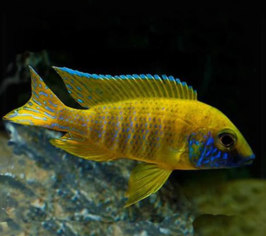 Yellow regal peacock (Yellow Peacock 3inch) Male
